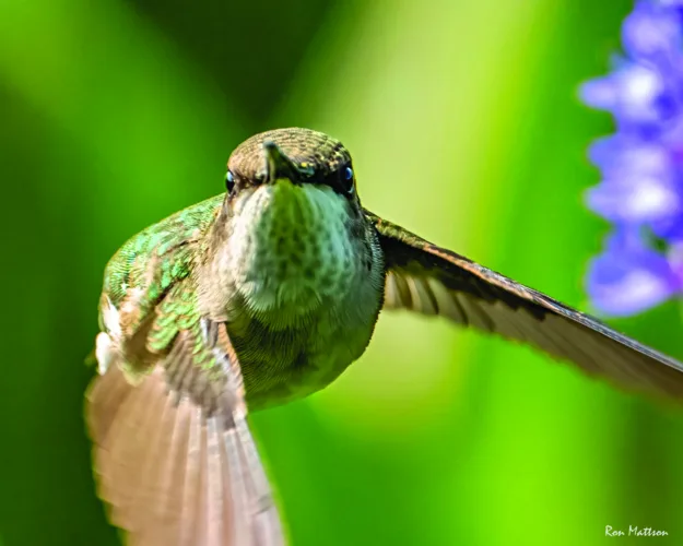 Hummingbirds favor Superiorland